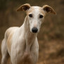 #galgos