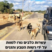 Stop killing dogs in Israel